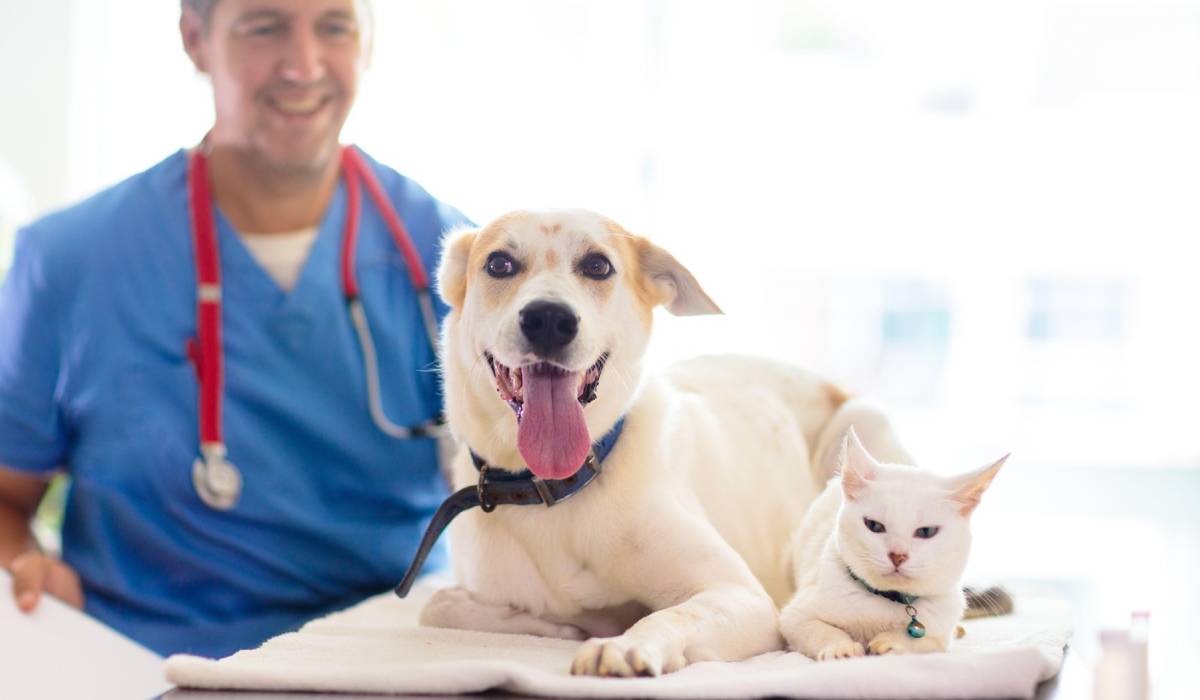 O țară din Europa se pregătește să devină prima care oferă concediu plătit pentru câini și pisici bolnave